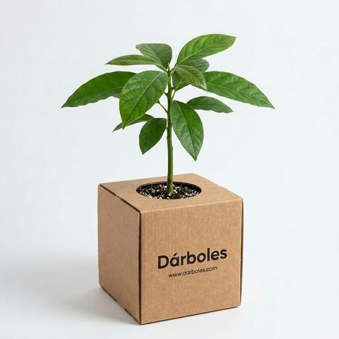 Árbol de aguacate en su caja Dárboles