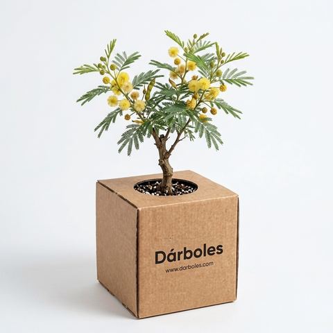 Árbol de aromo en su caja Dárboles