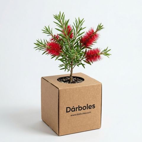 Árbol de calistemo con flores rojas en su caja Dárboles