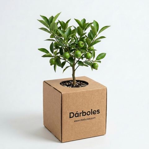 Árbol de cas en su caja Dárboles