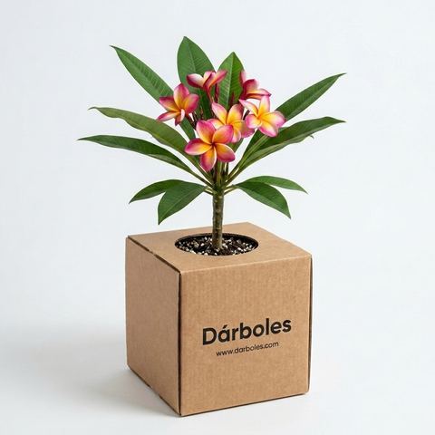 Árbol de franjipani en su caja Dárboles