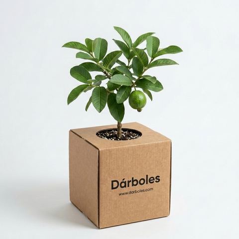 Árbol de guayaba en su caja Dárboles