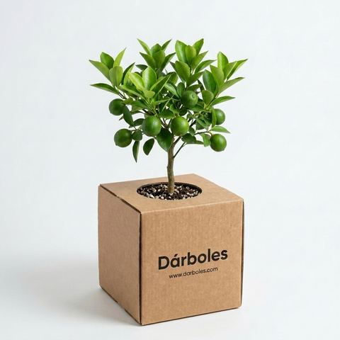 Árbol de limón mesino en su caja Dárboles