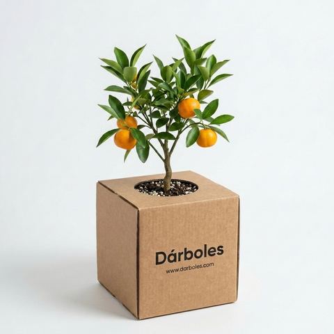 Árbol de mandarina clementina en su caja Dárboles