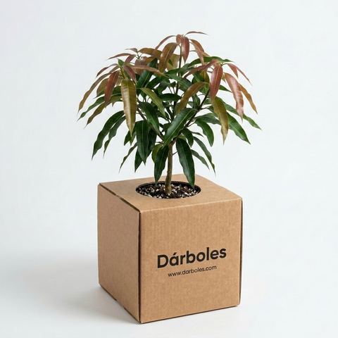 Árbol de mango en su caja Dárboles