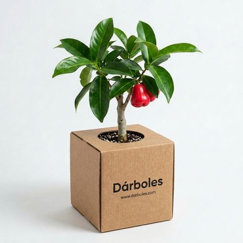 Árbol de manzana de agua en su caja Dárboles