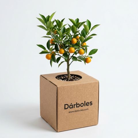 Árbol de naranja en su caja Dárboles