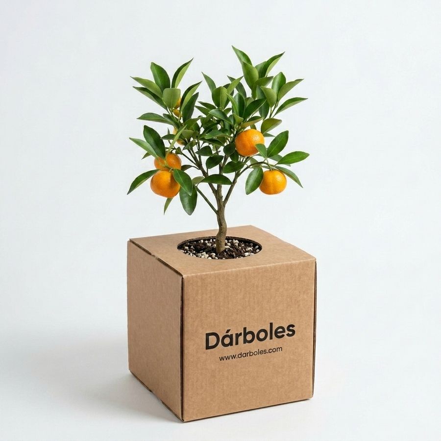 Árbol de mandarina clementina con frutos en su caja cuadrada Dárboles