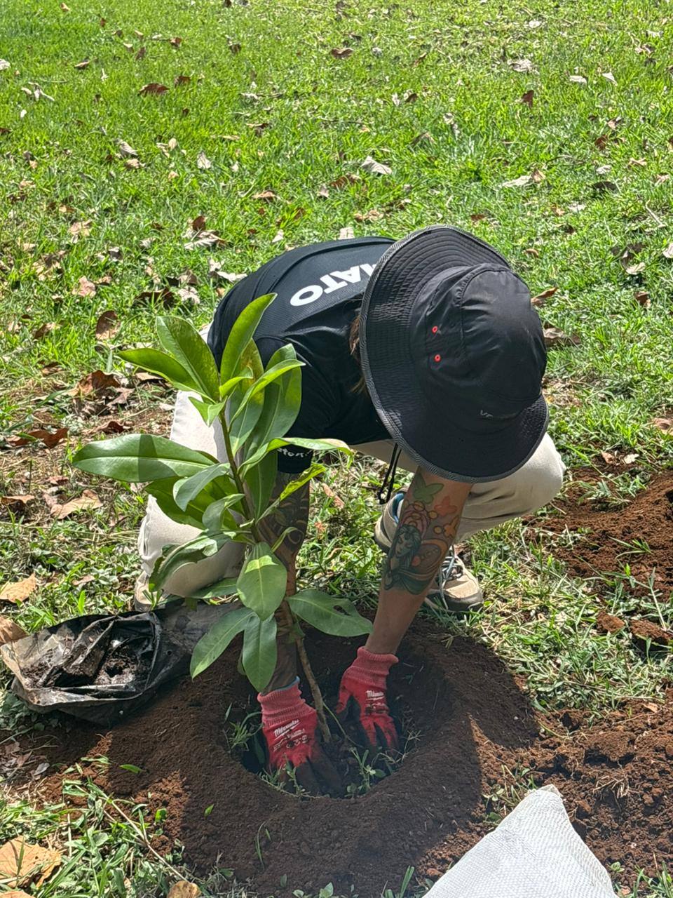 Persona del equipo de TOMATO sembrando un árbol