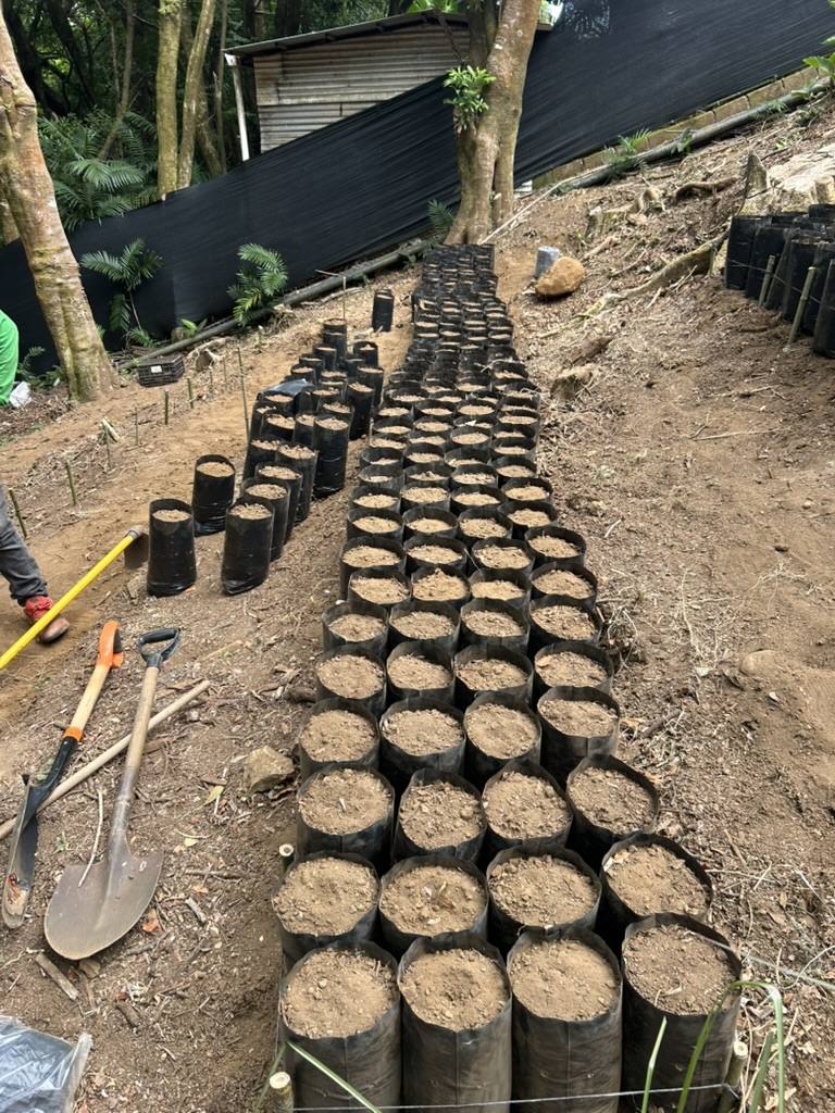 Hileras de bolsas con tierra listas para sembrar en el vivero