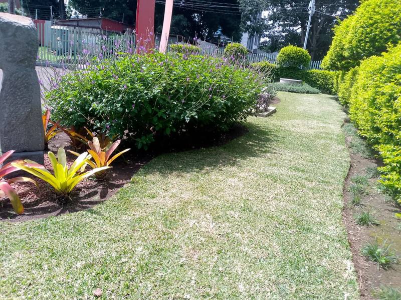 Cama de jardín con bromelias, un arbusto de flores moradas y césped bordeado junto a setos